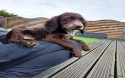 Cocker Spaniel dogs for sale: Working cocker spaniel  - Image 3