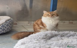 Persian cats for adoption: Super Loving Tripod Girl - Image 4