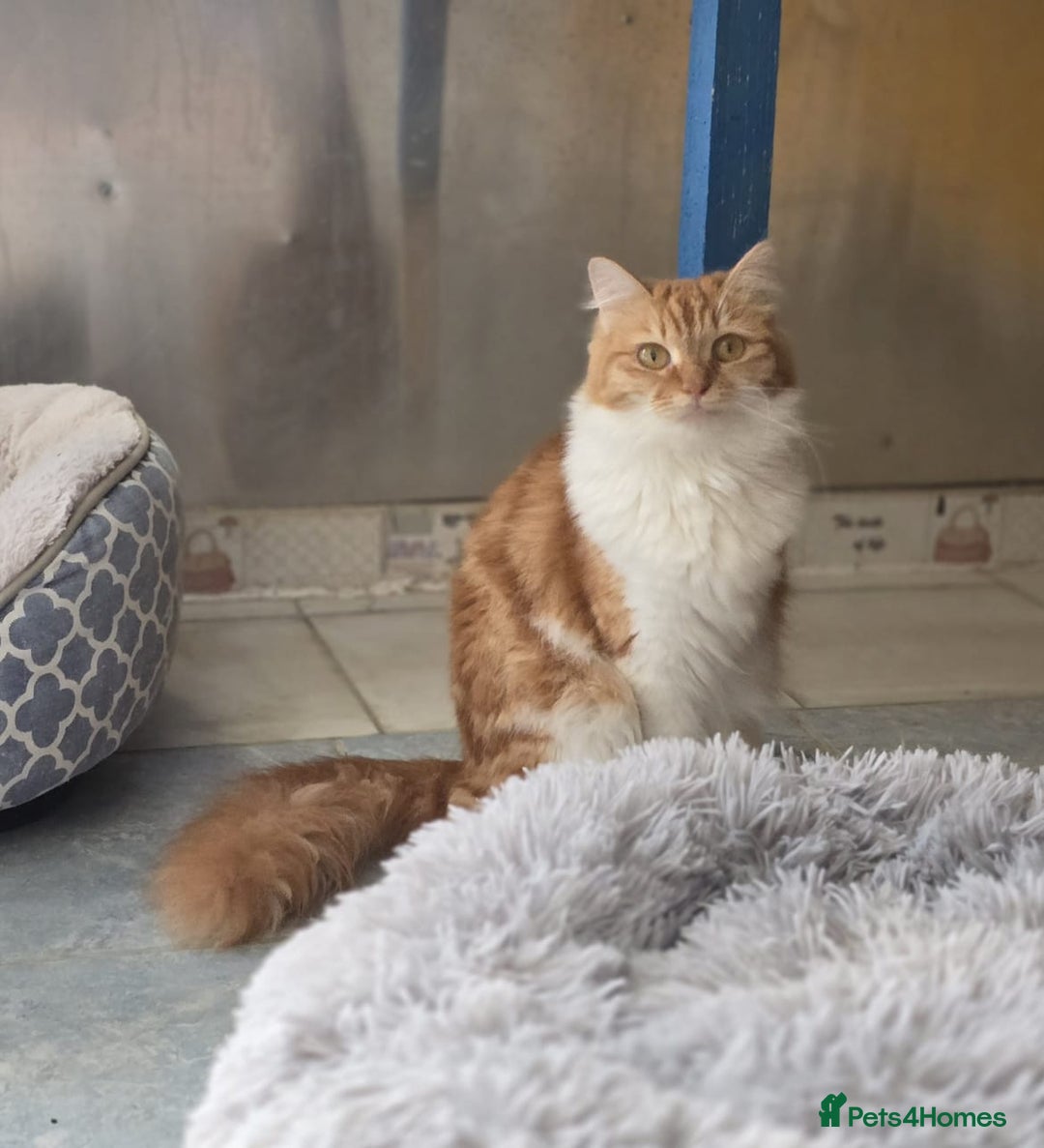Persian cats for adoption: Super Loving Tripod Girl - Image 4