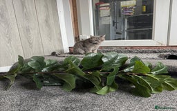 British Shorthair cats for sale: 2 British short hairs - Image 4