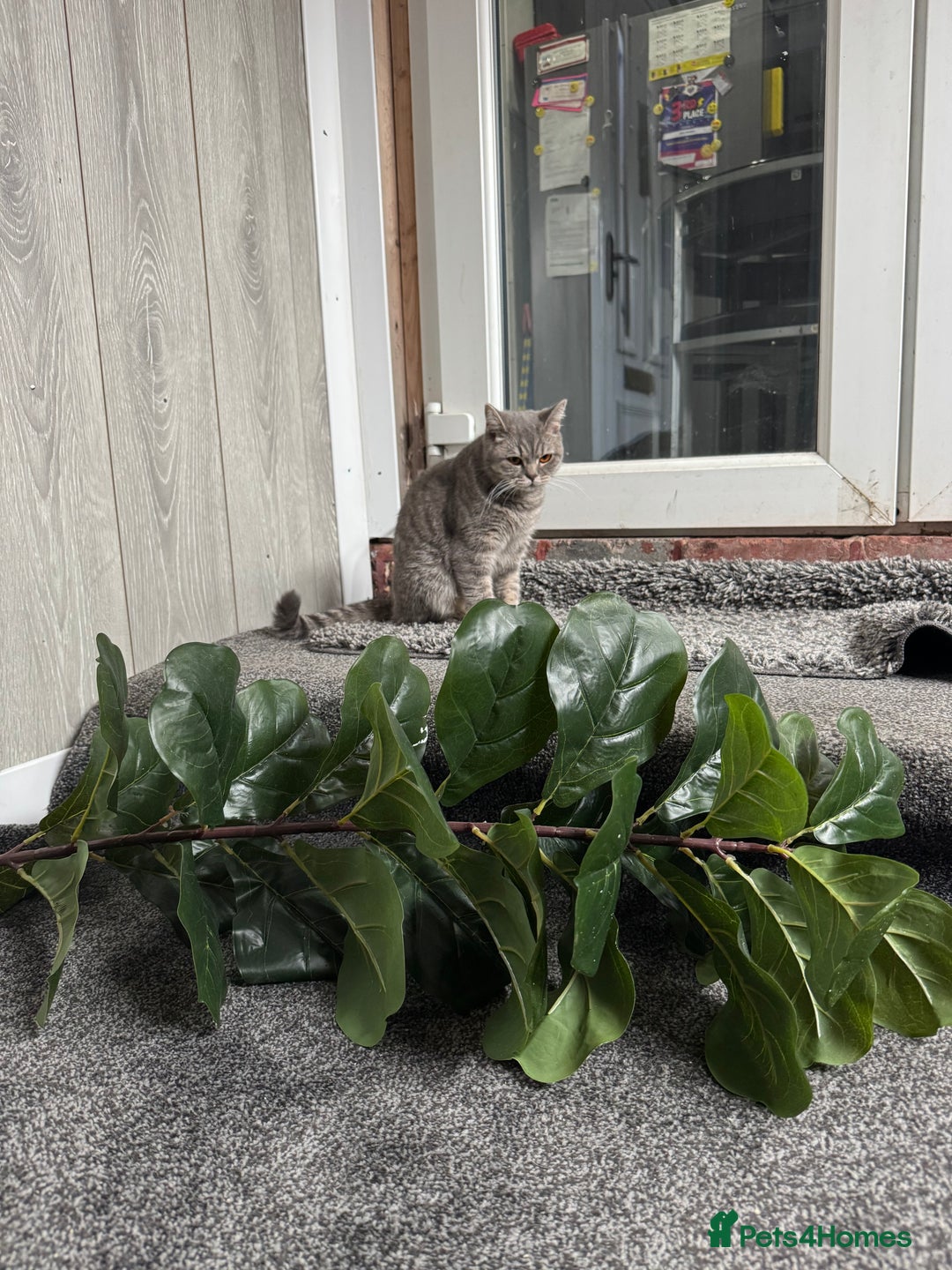 British Shorthair cats for sale: 2 British short hairs - Image 4