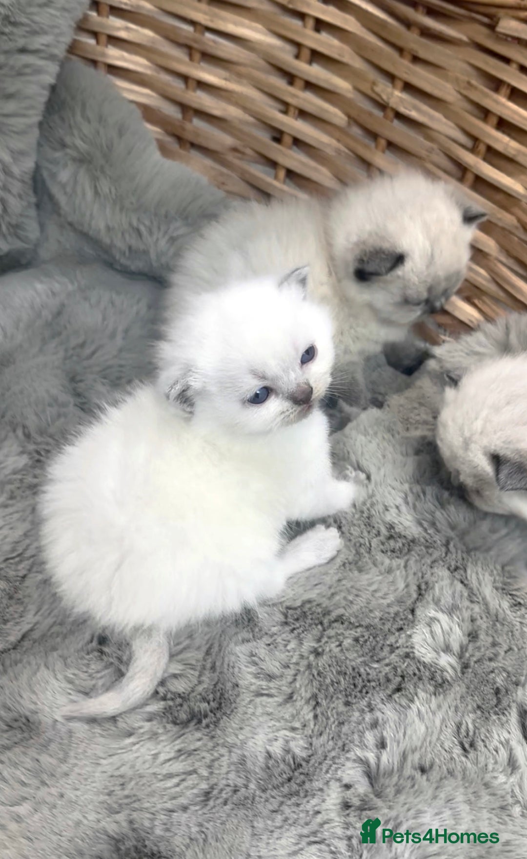 British Shorthair cats for sale: 2 Female 2 Male British Shorthaired kittens  - Advert 4