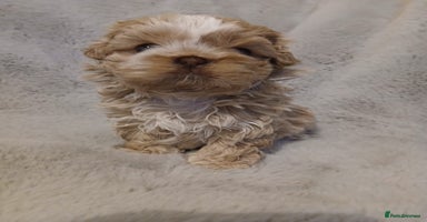 Shih Tzu dogs ✨️Exceptional Imperial Litter Ready Mid December✨️ - Advert 2