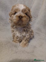 Shih Tzu dogs ✨️Exceptional Imperial Litter Ready Mid December✨️ - Advert 2