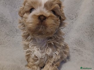 Shih Tzu dogs ✨️Exceptional Imperial Litter Ready Mid December✨️ - Advert 4