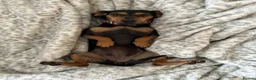Dachshund dogs for sale: Sausage dogs last 2!  - Advert 6