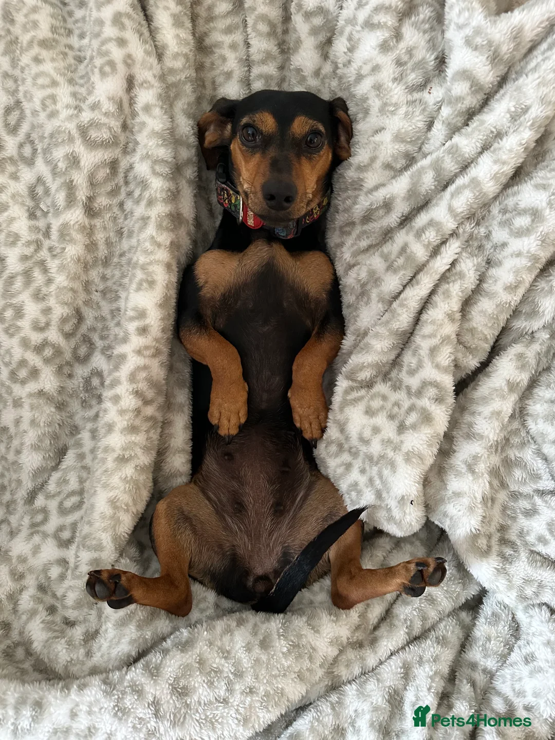 Dachshund dogs for sale: Sausage dogs last 2!  - Advert 6