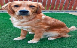 Golden Retriever dogs for sale: Golden Retriever Puppies Health Tested parents  - Image 12