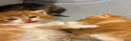 British Longhair cats for sale: Stunning fluff balls blh cross  - Advert 16