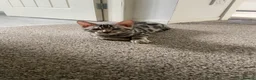 Bengal cats for sale: 🐾 BEAUTIFUL TICA REGISTERED BENGAL  – READY NOW  - Advert 7