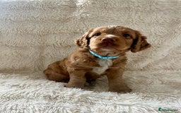 Cocker Spaniel dogs for sale: KC REG Outstanding pedigree Working Cocker Spaniel - Image 6