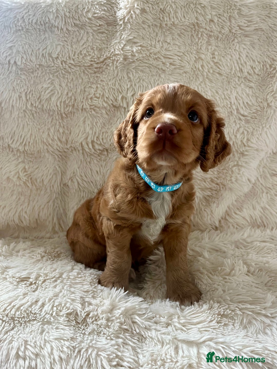 Cocker Spaniel dogs for sale: KC REG Outstanding pedigree Working Cocker Spaniel - Image 6