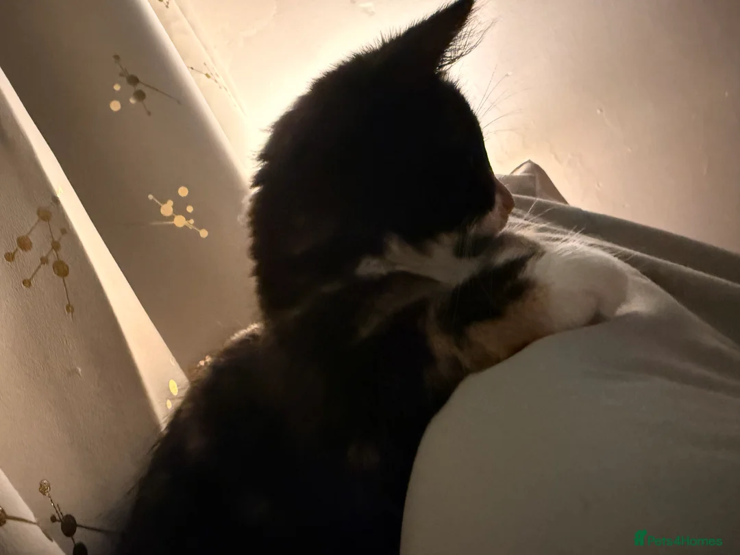 Mixed Breed cats for sale: Female kitten    pending  - Advert 8