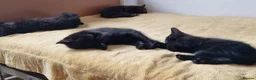 Mixed Breed cats for sale: Kittens for sale looking for loving homes - Advert 2