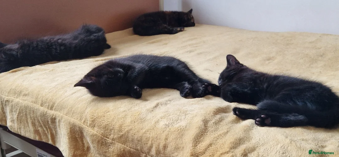 Mixed Breed cats for sale: Kittens for sale looking for loving homes - Advert 2