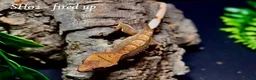 Gecko reptiles for sale: Baby Crested Gecko For Sale 🦎 - Advert 1