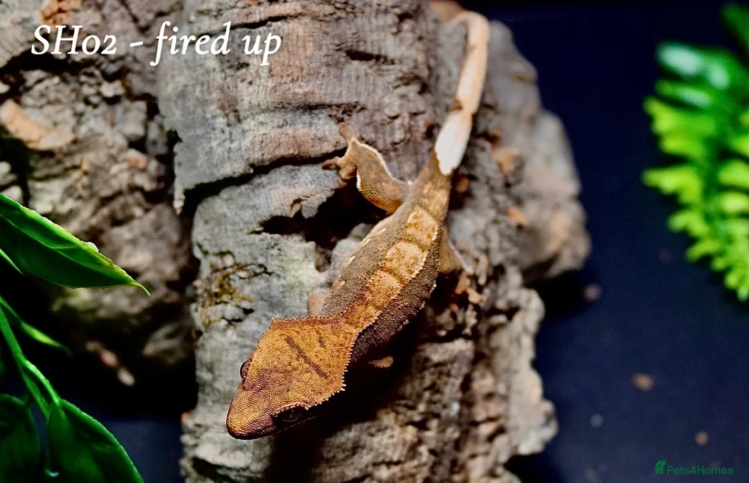 Gecko reptiles for sale: Baby Crested Gecko For Sale 🦎 - Advert 1