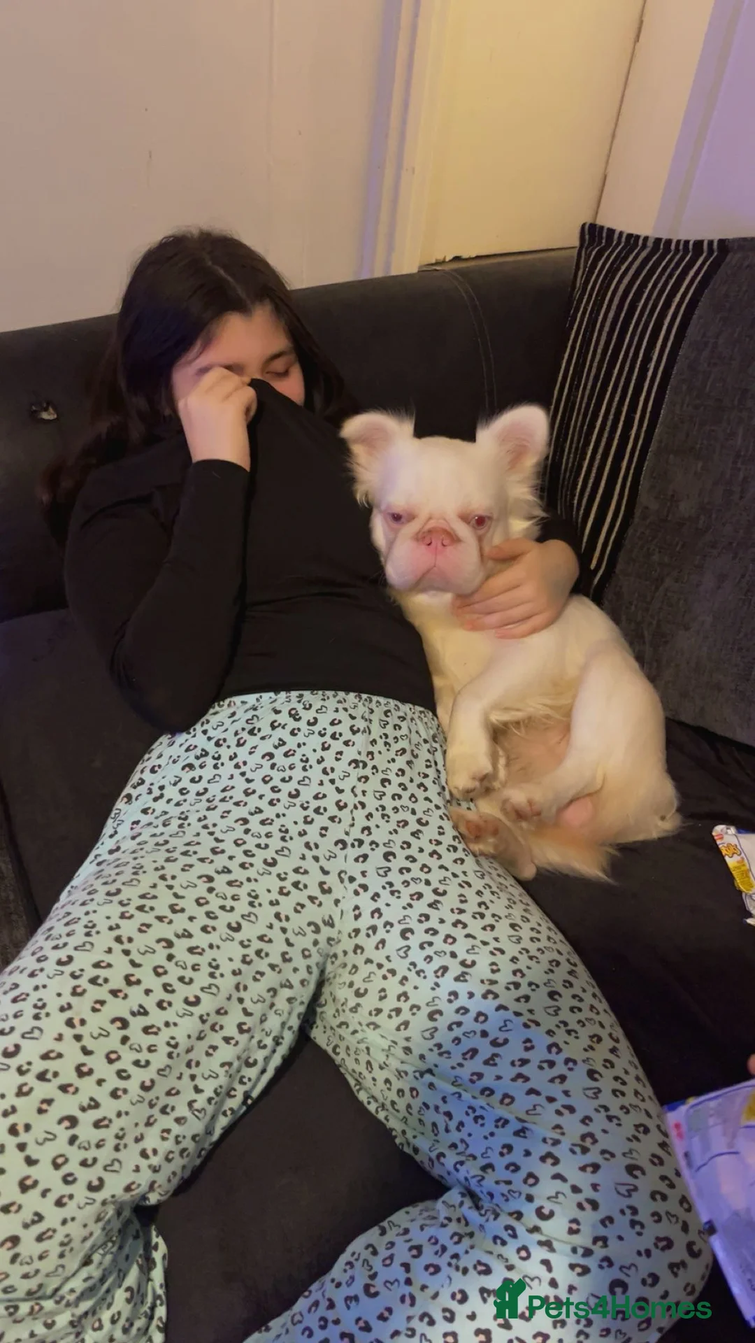 French Bulldog dogs for stud: Pink fluffy frenchie for stud  in Croydon - Advert 1