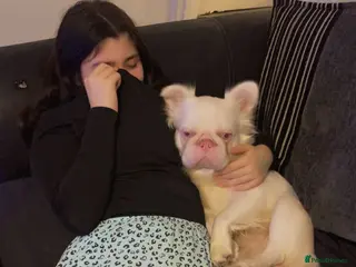 French Bulldog dogs Pink fluffy frenchie for stud in Croydon - Advert 1