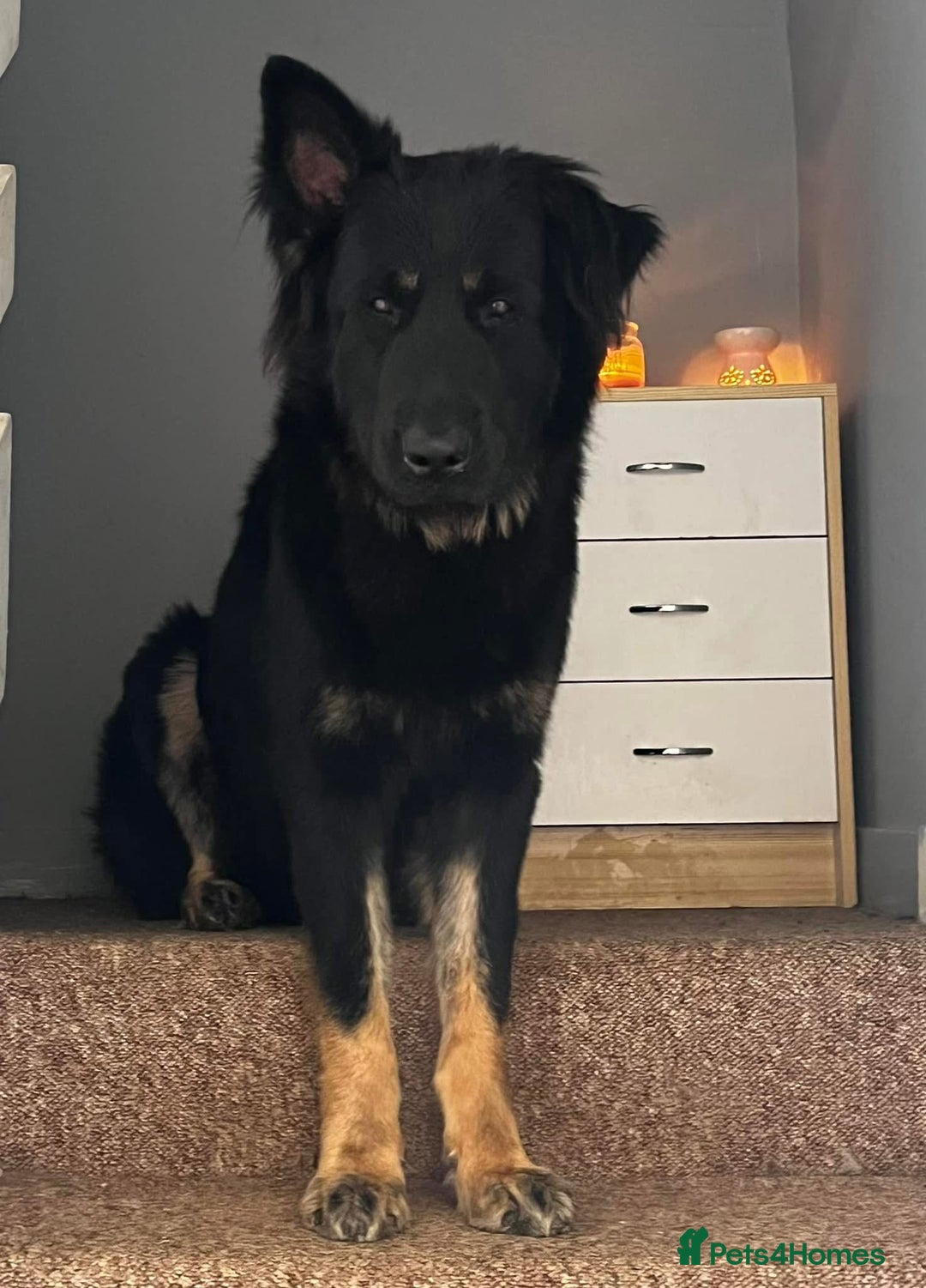 German Shepherd dogs for sale: German shepherd puppies  - Advert 12