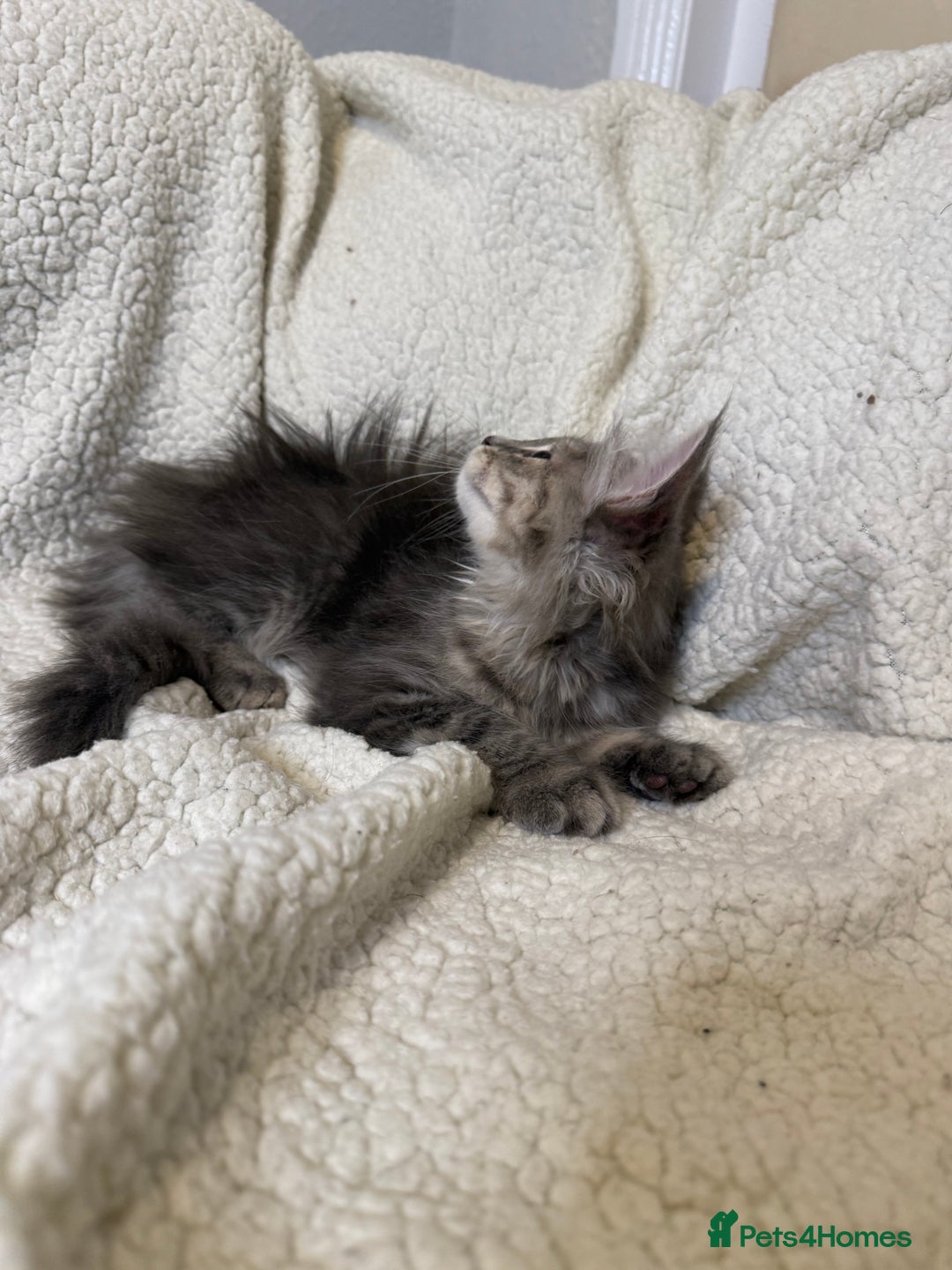 Mixed Breed cats for sale: Stunning Maine Coon x Norwegian Forest Kittens  - Image 6