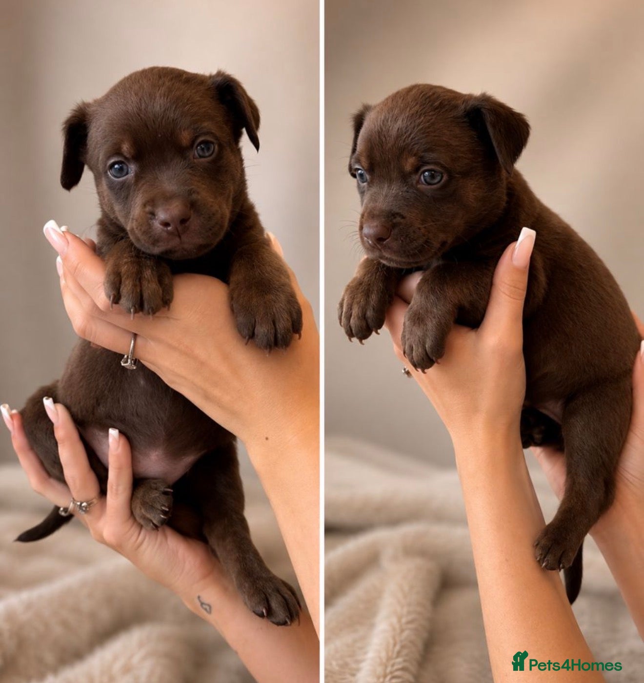 Mixed Breed dogs Rottweiler X Belgium Mali Puppies - Advert 2
