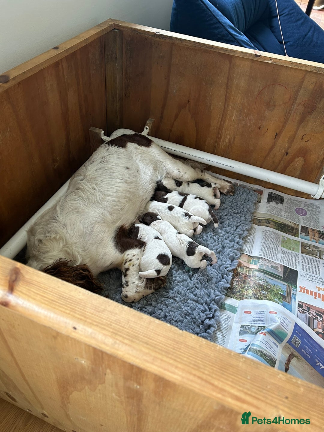 English Springer Spaniel dogs for sale: English Springer Spaniel Puppies - Image 5