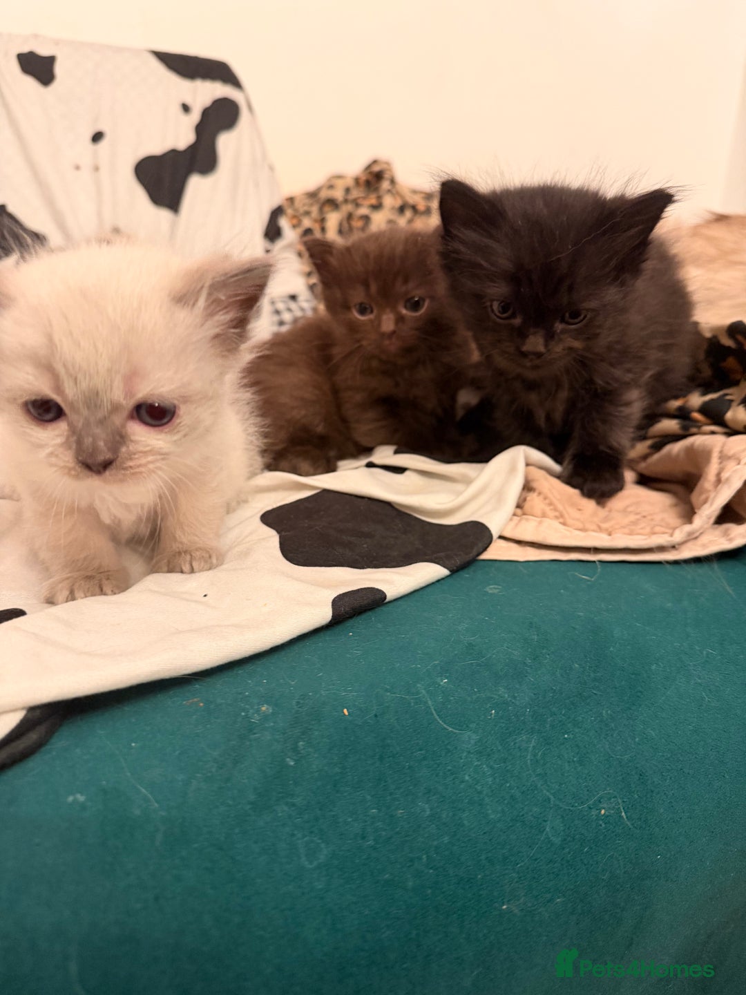 Ragdoll cats for sale: Beautiful Persia dolls  - Advert 3