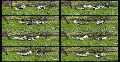 Chickens poultry - Advert 11