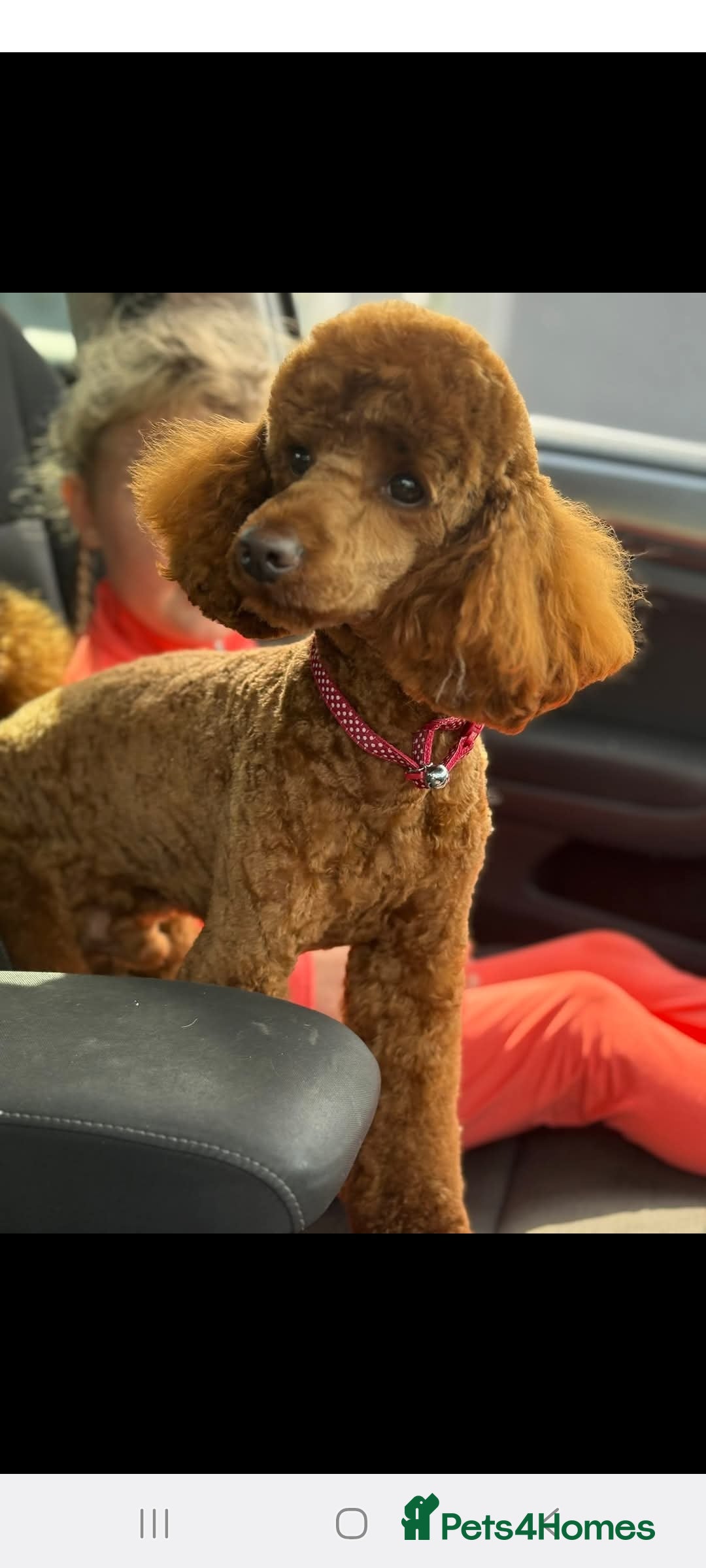 Cockapoo dogs for sale: Adorable fox red f1 toy cockapoo puppies - Advert 12