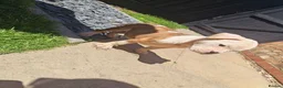 Mixed Breed dogs for sale: American bull cross old tyme  in Skegness - Advert 13