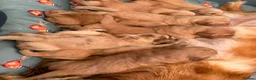 Golden Retriever dogs for sale: PERFECT LITTER KC REG HEALTH TESTED GOLDENS - Advert 11