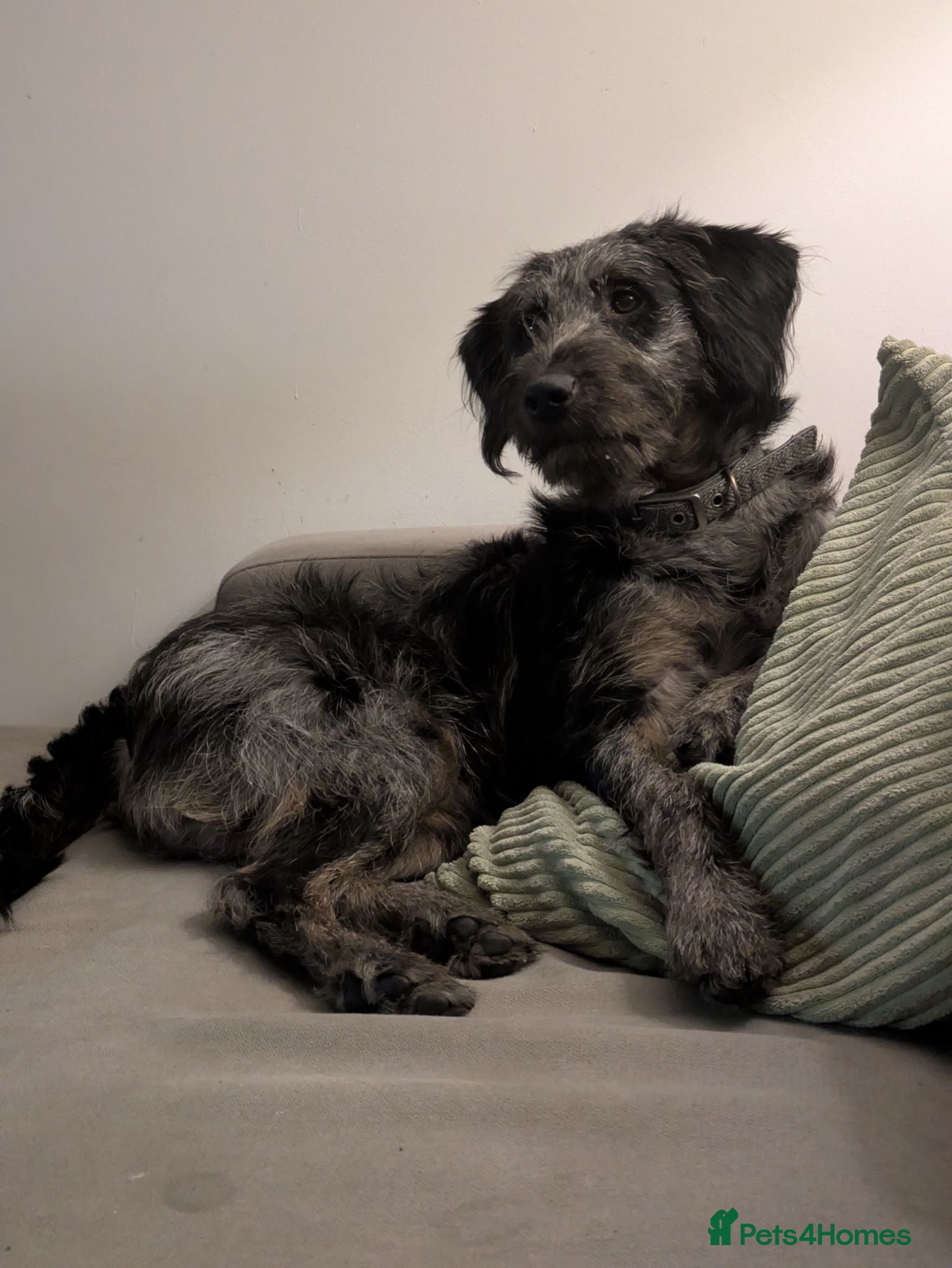 Labradoodle dogs Fully male merle labradoodle - Advert 2
