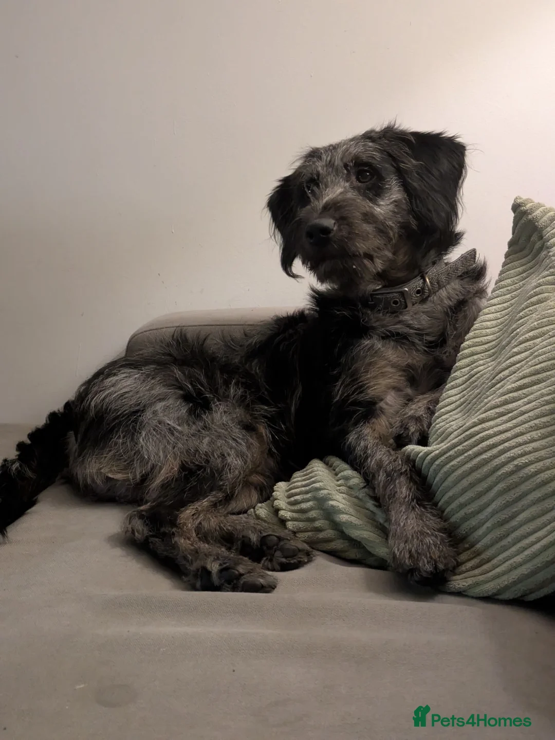 Labradoodle dogs for sale: Fully male merle labradoodle - Advert 1