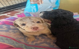 Labradoodle dogs for sale: One beautiful F1B Labradoodle puppy left!  - Image 11