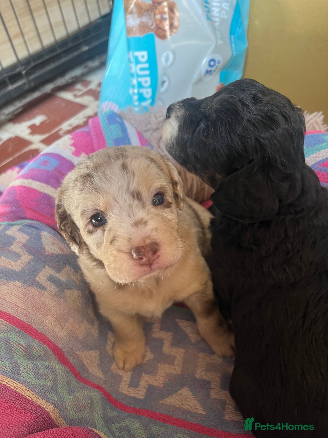 Labradoodle dogs for sale: One beautiful F1B Labradoodle puppy left!  - Image 11