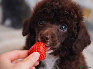 Toy Poodle dogs Toy poodle WAITING LIST - Advert 9