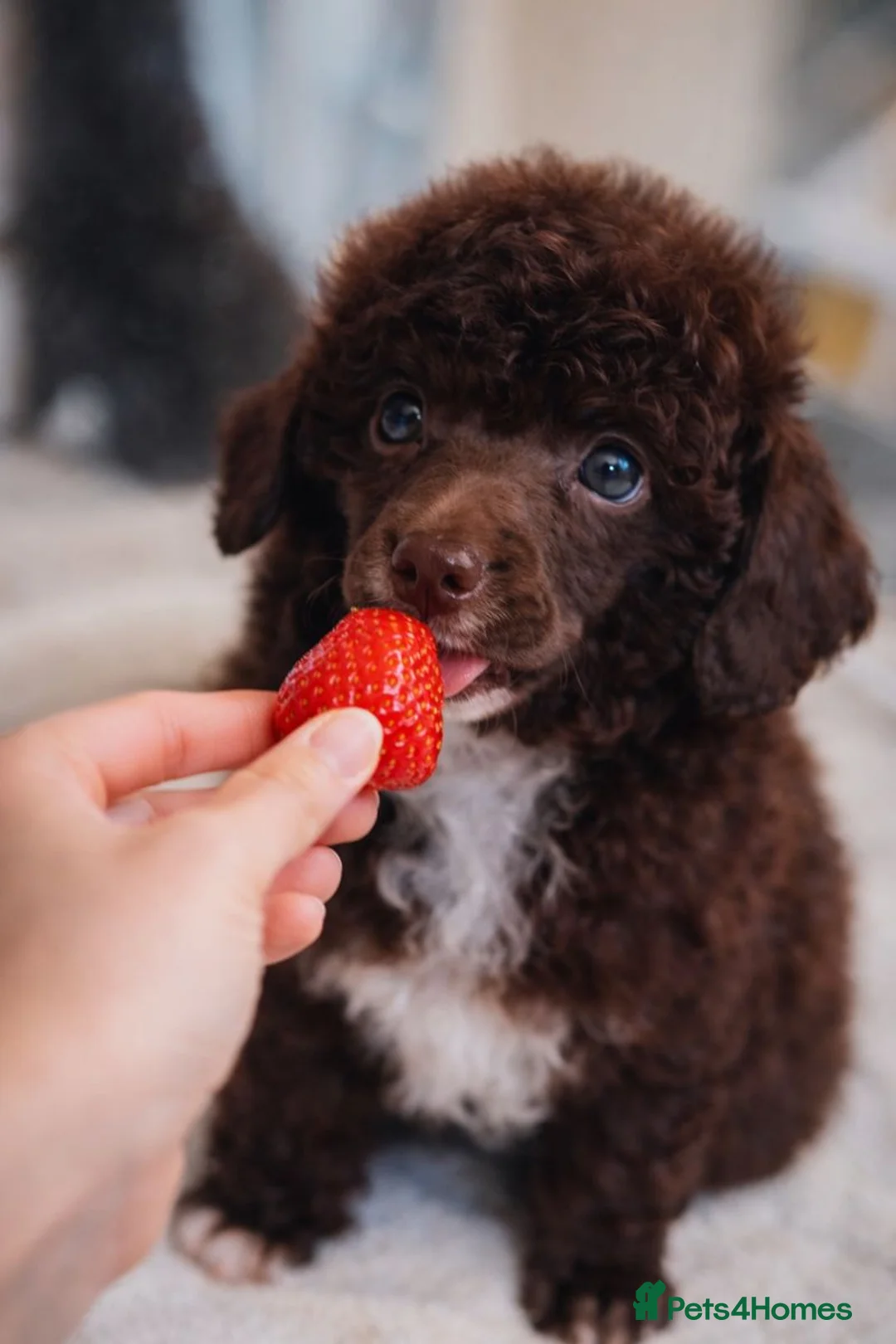 Toy Poodle dogs for sale: Perfect Toy poodle WAITING LIST - Advert 8