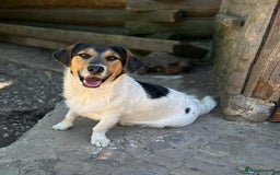 Mixed Breed dogs for adoption: 💙🐶 CASPER 🐶💙 - Image 21
