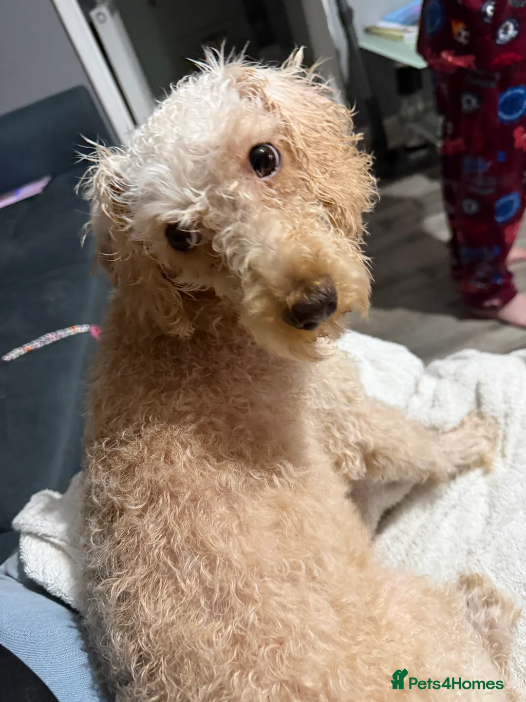 Labradoodle dogs for sale: Miniature labradoodle named cookie in Pontefract - Advert 2