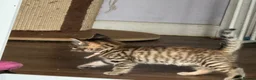 Norwegian Forest Cat cats for sale: 3 stunning half Norwegian kittens left - Advert 19