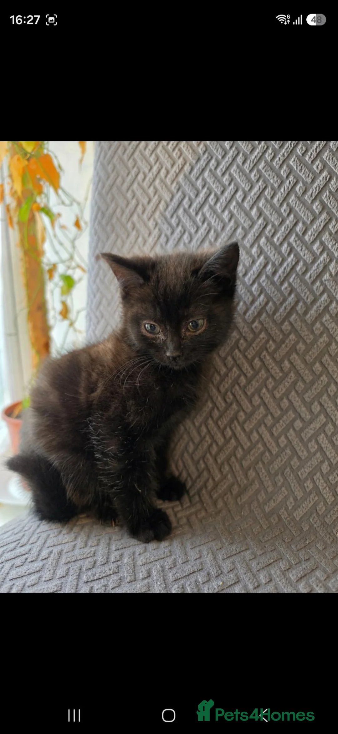 Mixed Breed cats for sale: Tabby X british shorthair male  - Advert 2
