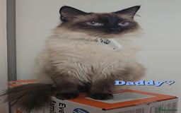 Ragdoll cats for sale: Purebred Chocolate point girl - Image 7