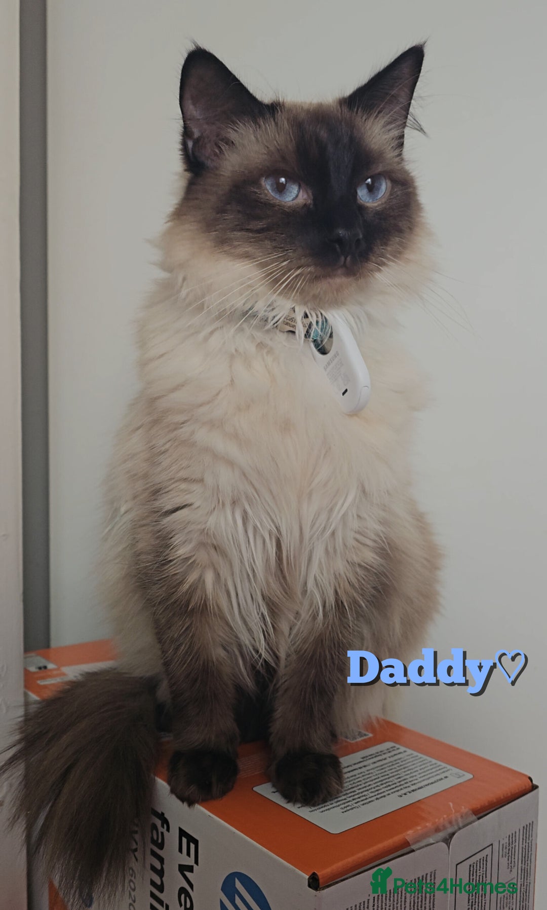 Ragdoll cats for sale: Purebred Chocolate point girl - Image 7