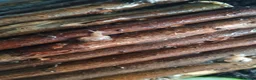 Snails invertebrates for sale: Giant African land snails in Nuneaton - Advert 1