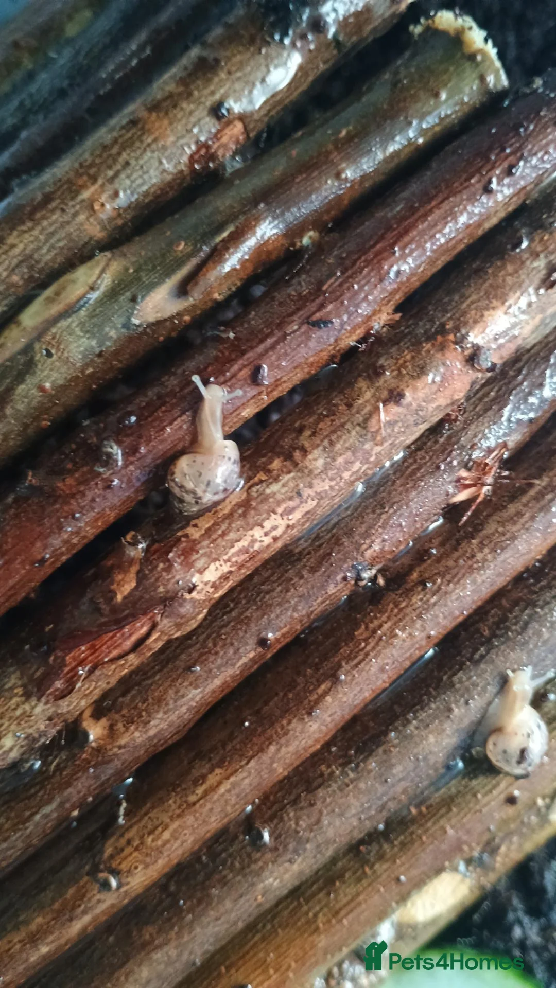 Snails invertebrates for sale: Giant African land snails in Nuneaton - Advert 1