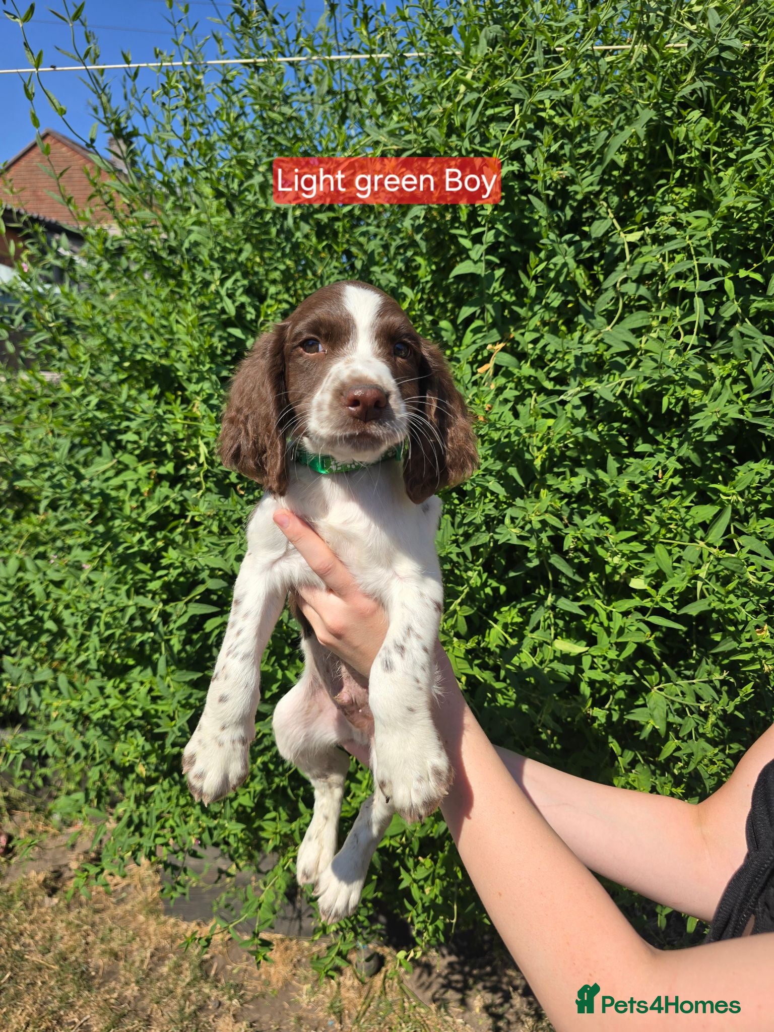 English Springer Spaniel dogs 7 Springer Spaniel Puppies ready for collection  - Advert 1
