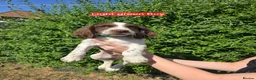 English Springer Spaniel dogs for sale: 7 Springer Spaniel Puppies ready for collection  - Advert 1