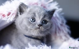 British Shorthair cats for sale: GCCF champ bloodlines Bsh - Image 9