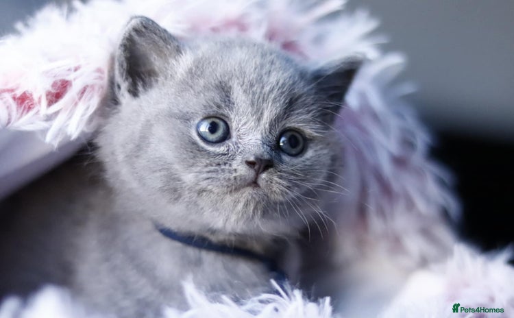 British Shorthair cats - Advert 10